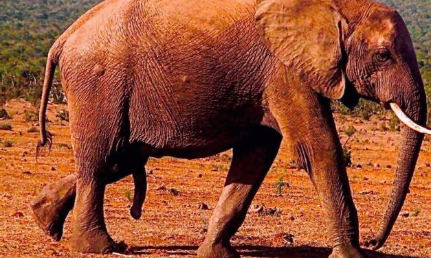 Ode to Addo Elephant Park, South Africa