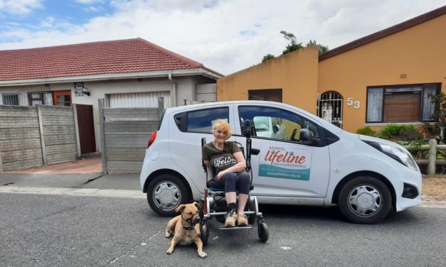 Community: Animal Lifeline, Cape Town
