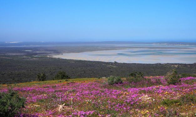 Destinations: A Blooming Perfect Way To View The Spring Wild Flowers Spectacle in the Cape, 2023